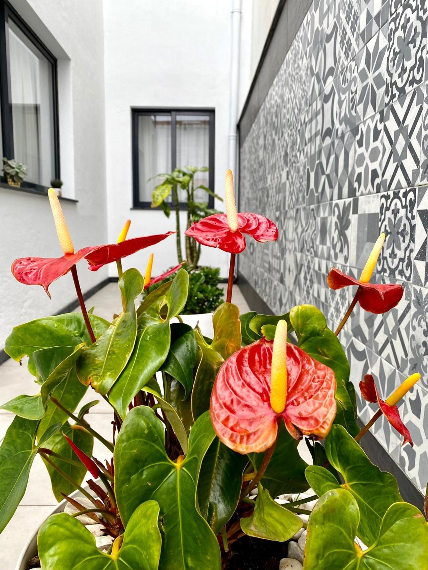 Villa Íris House Ponta Delgada Exterior foto